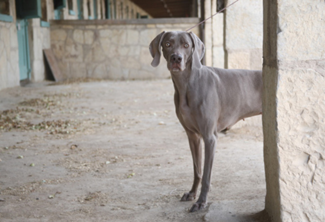 Weimaraner