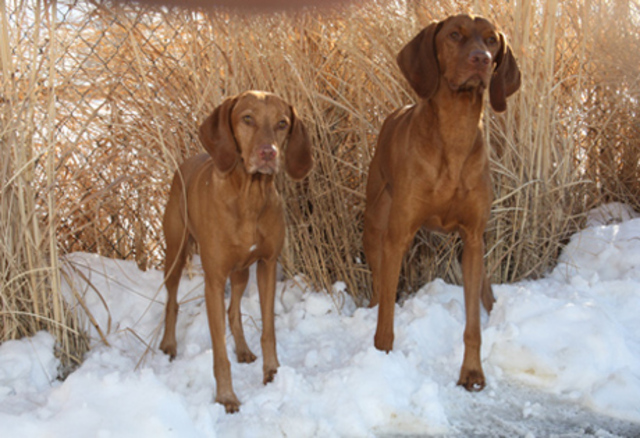 Vizsla