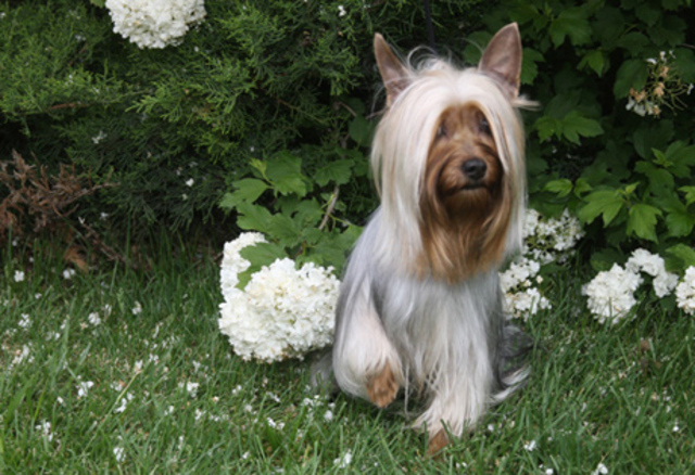 Silky Terrier