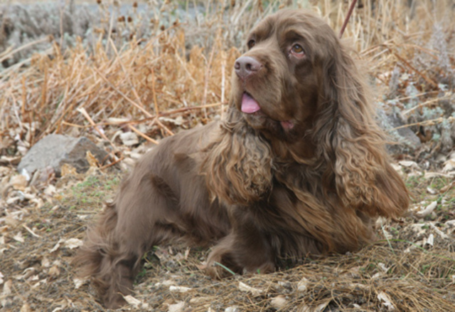 Sussex Spaniel