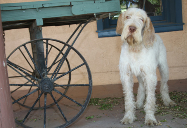 Spinone Italiano
