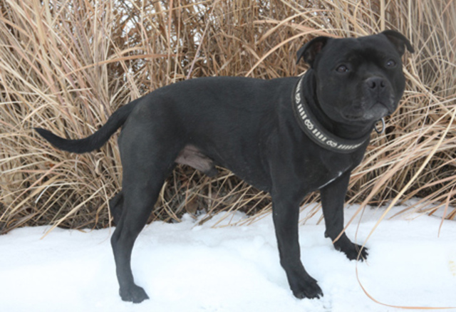 Staffordshire Bull Terrier