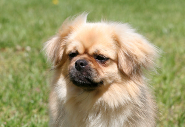 Tibetan Spaniel