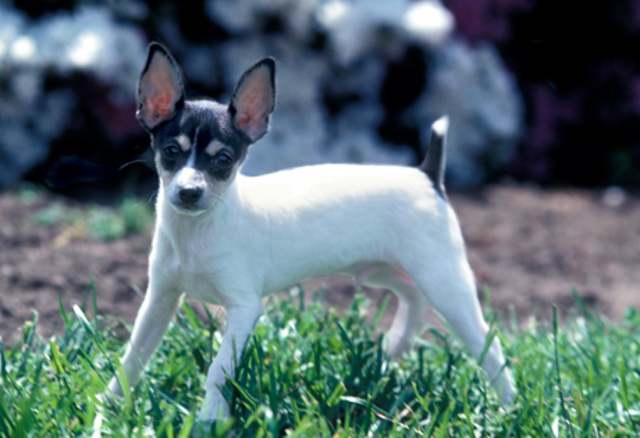 Toy Fox Terrier