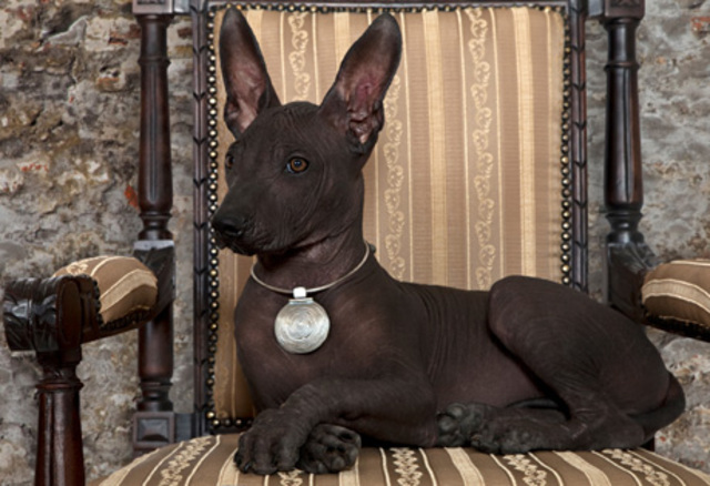 Xoloitzcuintli