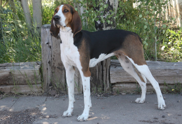 Treeing Walker Coonhound