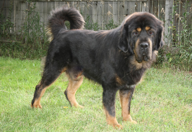 Tibetan Mastiff