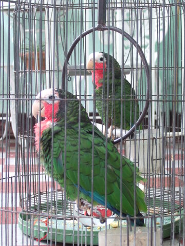 Pet Parrots