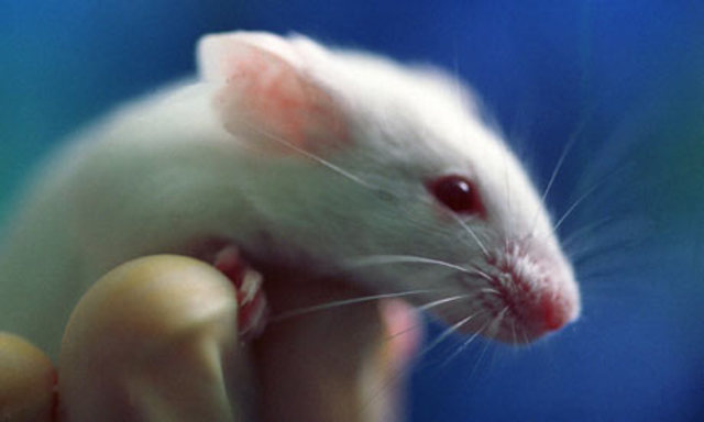 Cholera Vaccines From Animal Testing