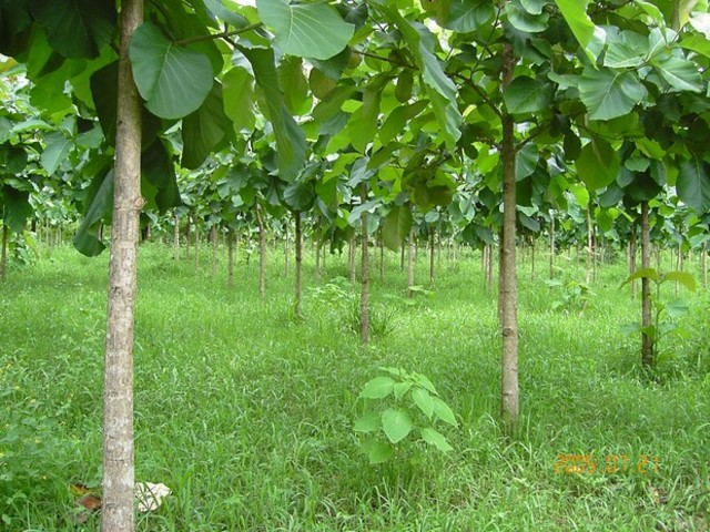 NACE EL TERMINO AGROFORESTERIA