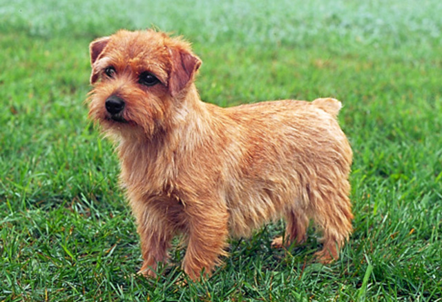 Norfolk Terrier