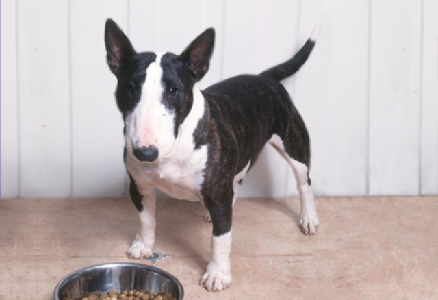 Miniature Bull Terrier
