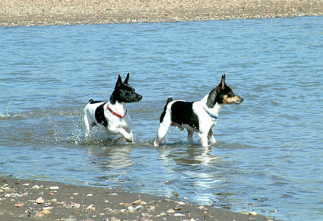 Rat Terrier