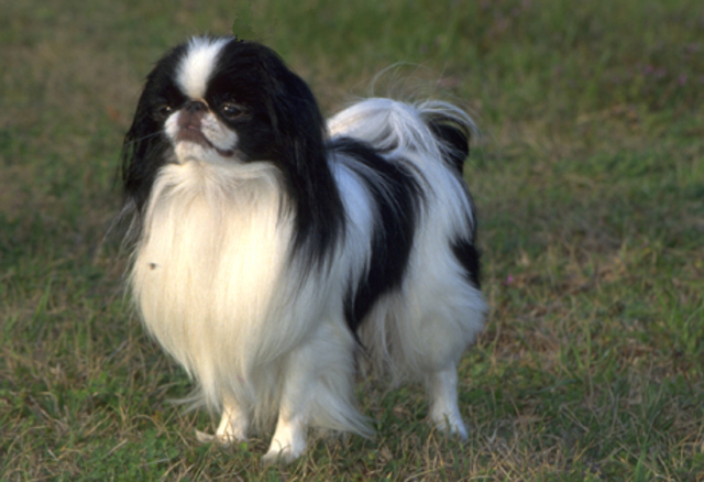 Japanese Chin