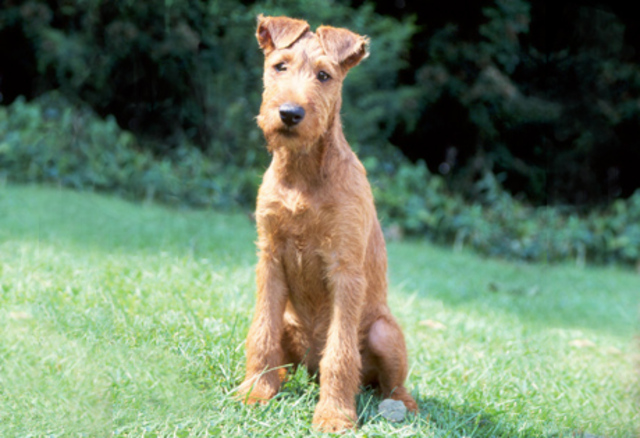 Irish Terrier