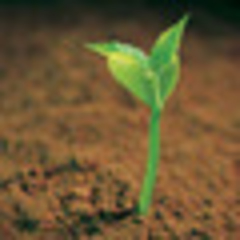 Plant sprouts
