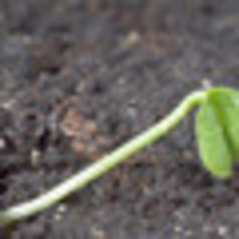 Seedling