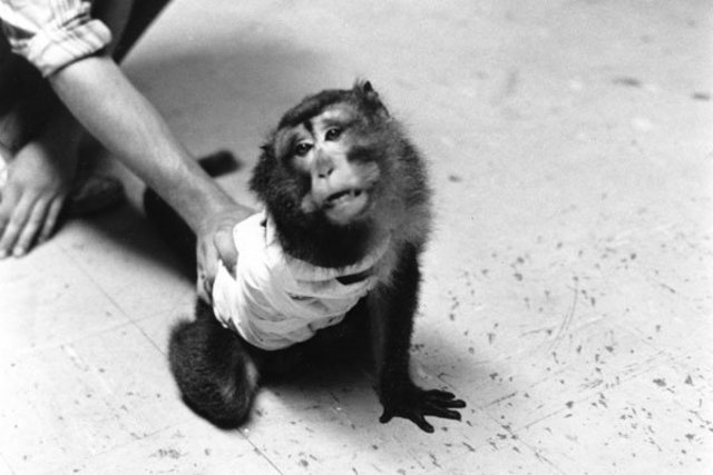 Silver Spring Monkeys Case Launched