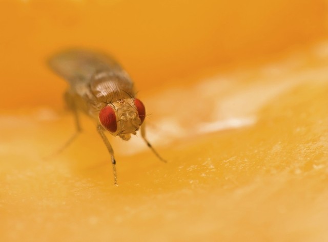 First fruit flies sent into space