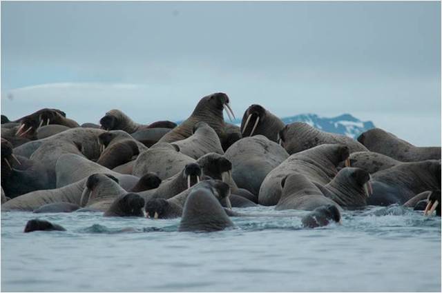 Резолюция об охране лежбищ моржей