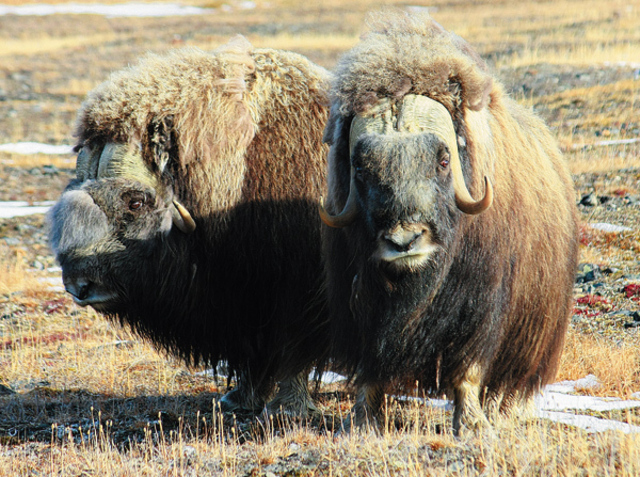Переселение овцебыков