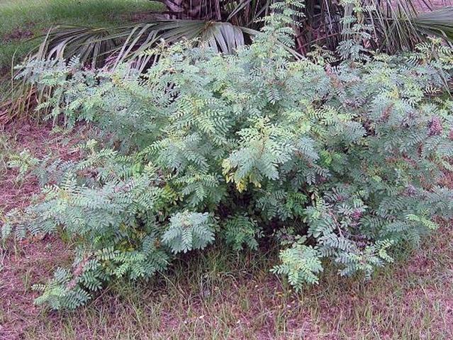 Indigo first cultivated in South Carolina