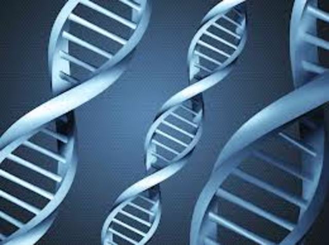 Structure of DNA Discovered