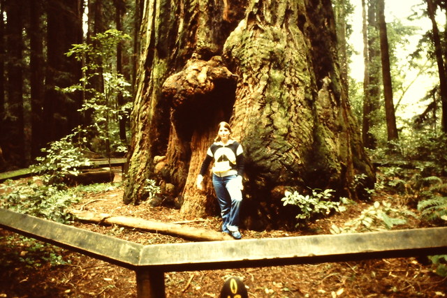 Redwoods Forest National Park
