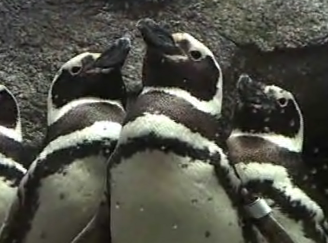 Premiere of the Penguins