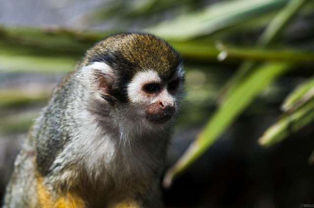 Ouverture du parc Pardisio (VIDEO)