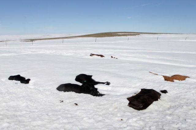 Cold Kills Livestock!