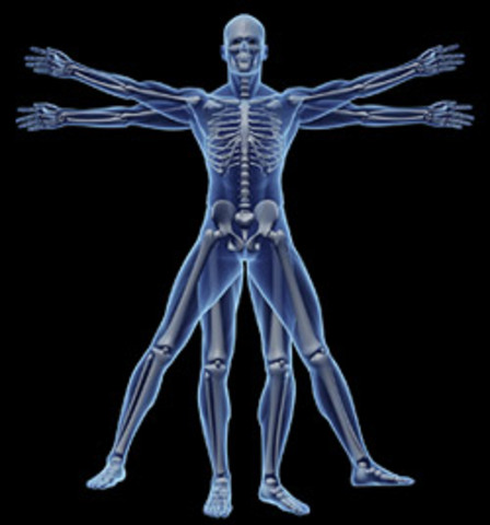 Introduction to Anatomy