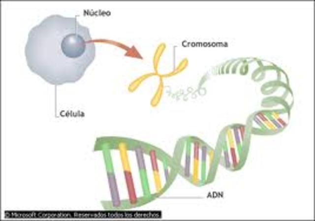 Ampliación conocimiento cromosomas