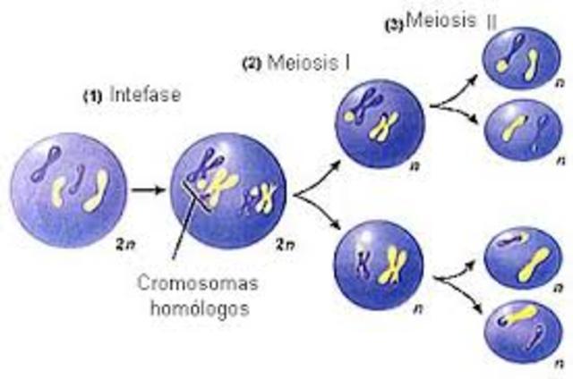 Meiosis