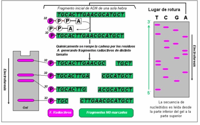 Secuenciación genética