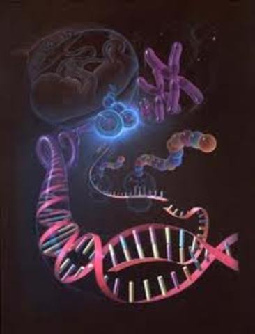 Se secuencia el genoma completo de un organismo vivo