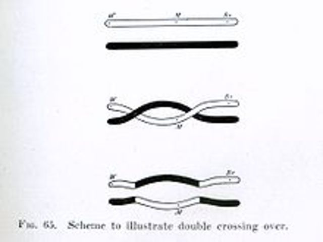 Recombinación genética