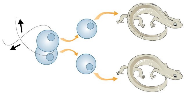 Artificial embryo twinning in a vertebrate