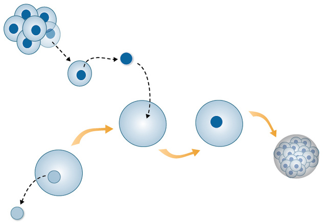 First mammalian embryo created by nuclear transfer