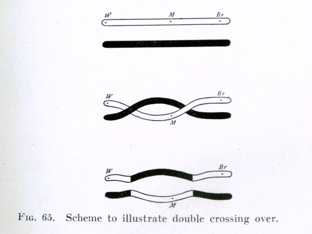 Entrecruzamiento cromosómico