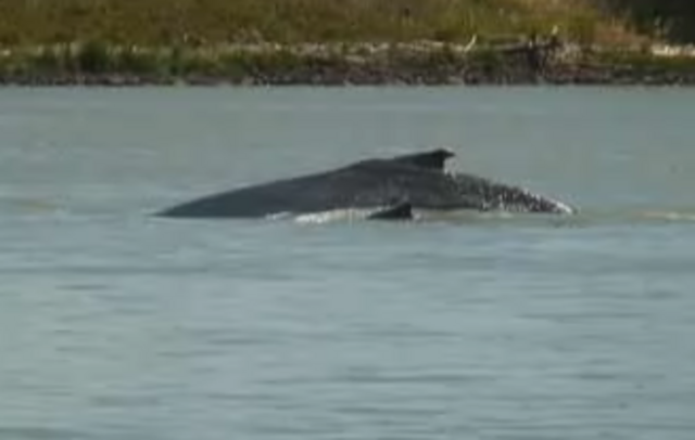 Troubled Whales in Rio Vista