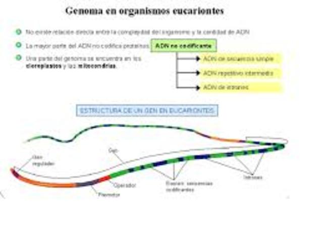 Saccharomyces cerevisiae.