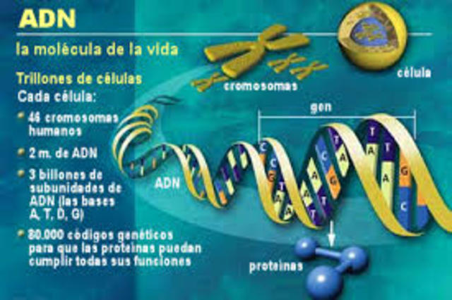 Los genes están en los cromosomas