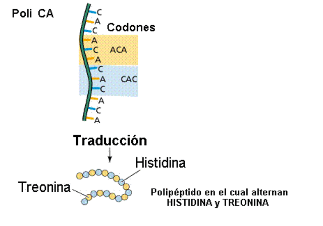 Las enzimas de transcripción del ADN