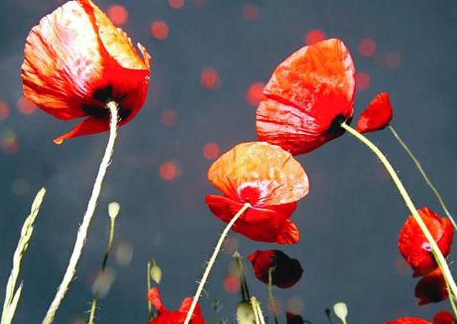 Traumbringer und Schmerzkiller