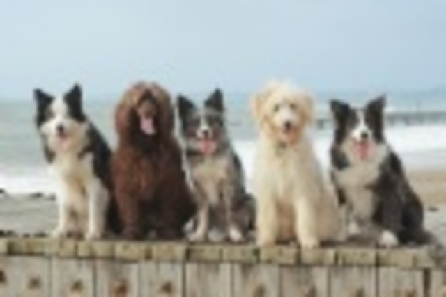 grew up with five dogs