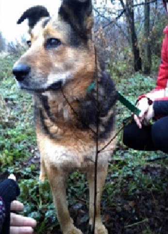 World animal day (Poland)