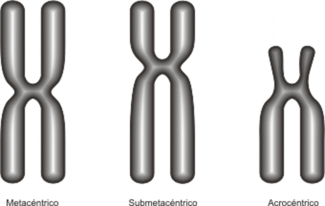La disposición lineal de los cromosomas