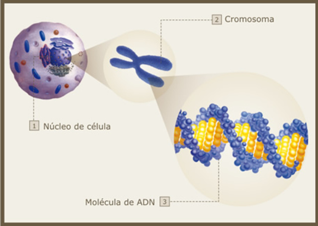 La información genética está en el ADN