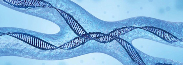 Los genes están en los cromosomas